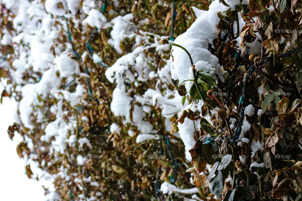 Snow on a bush