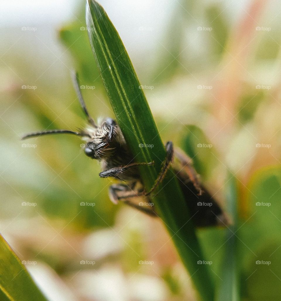 Macro photo of a spring black beetle clinging to the grass after the rain