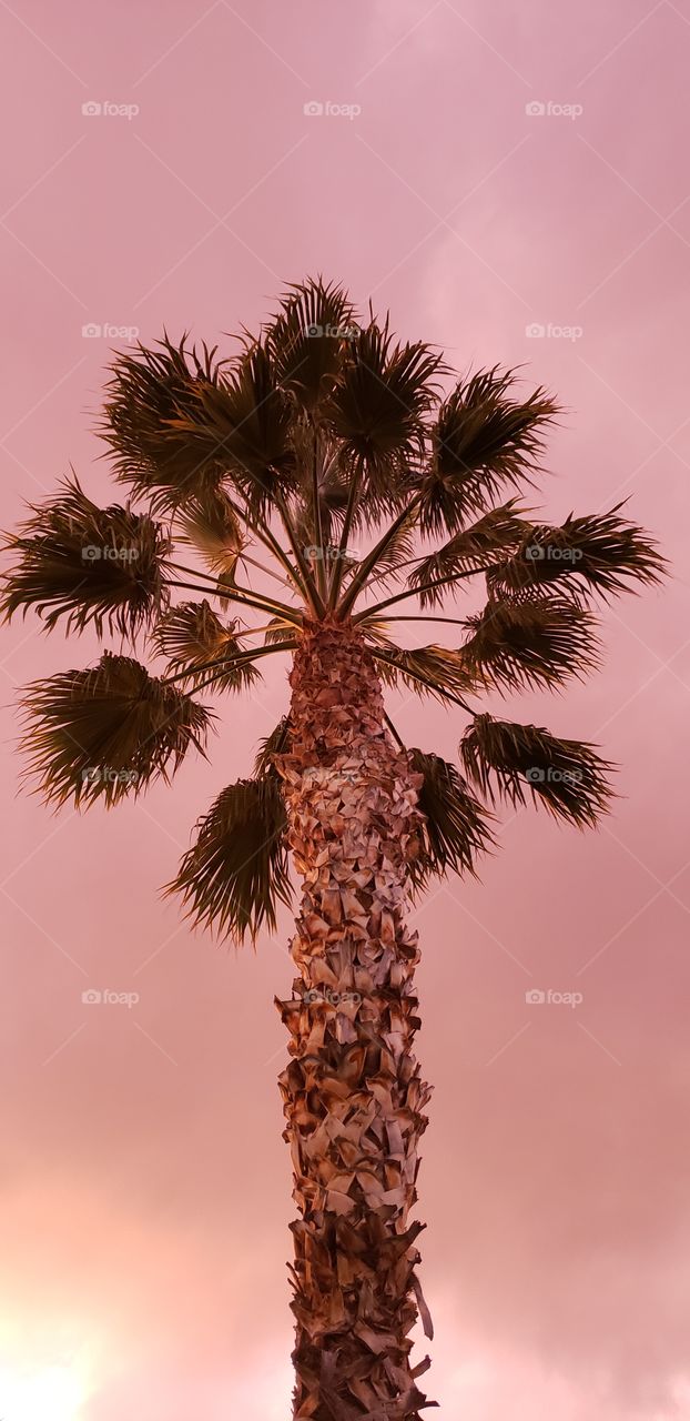 palm tree