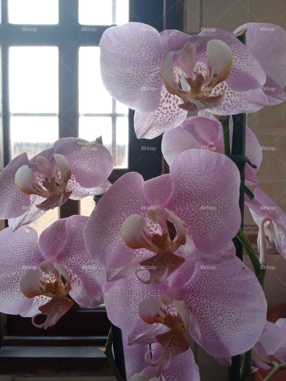 orchid near window