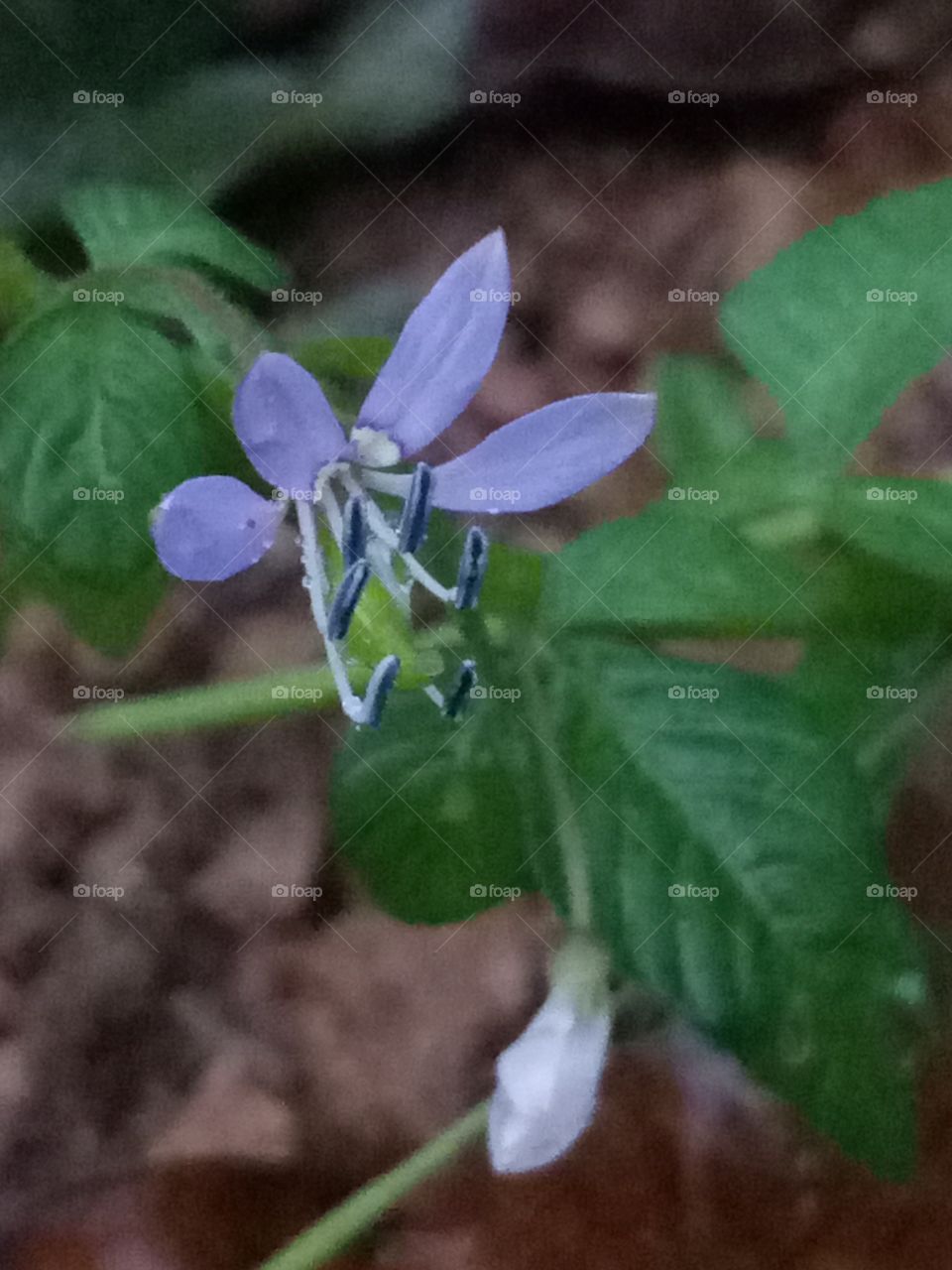 Again Violet 😍😍😍