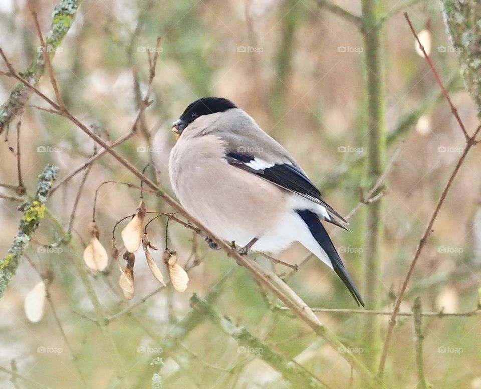 Bullfinch female