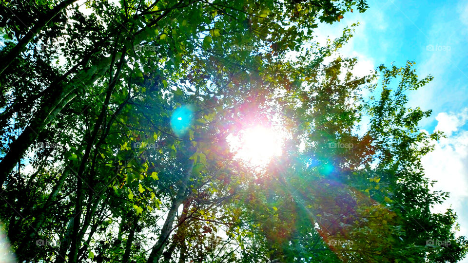 Sun thru trees