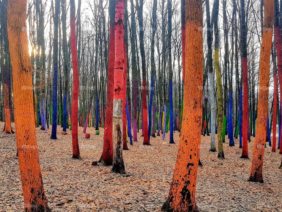 multivers of colours at colorful forest, Romania