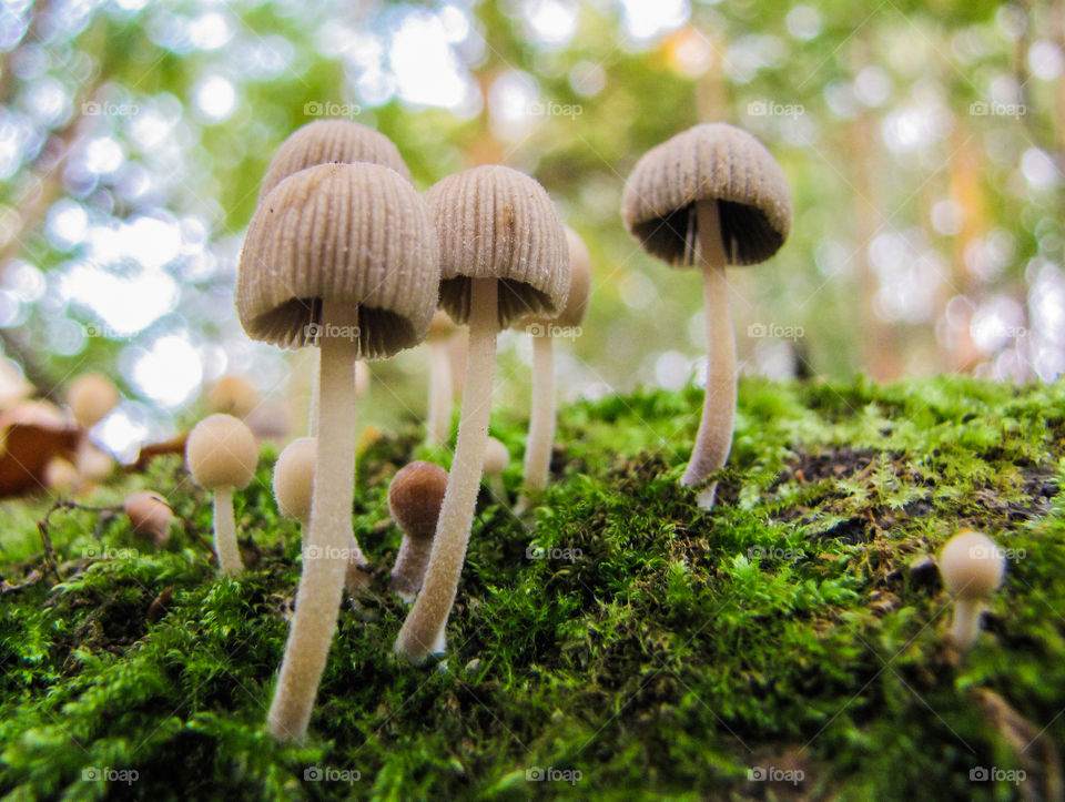 family of little poisonous mushrooms in the forest