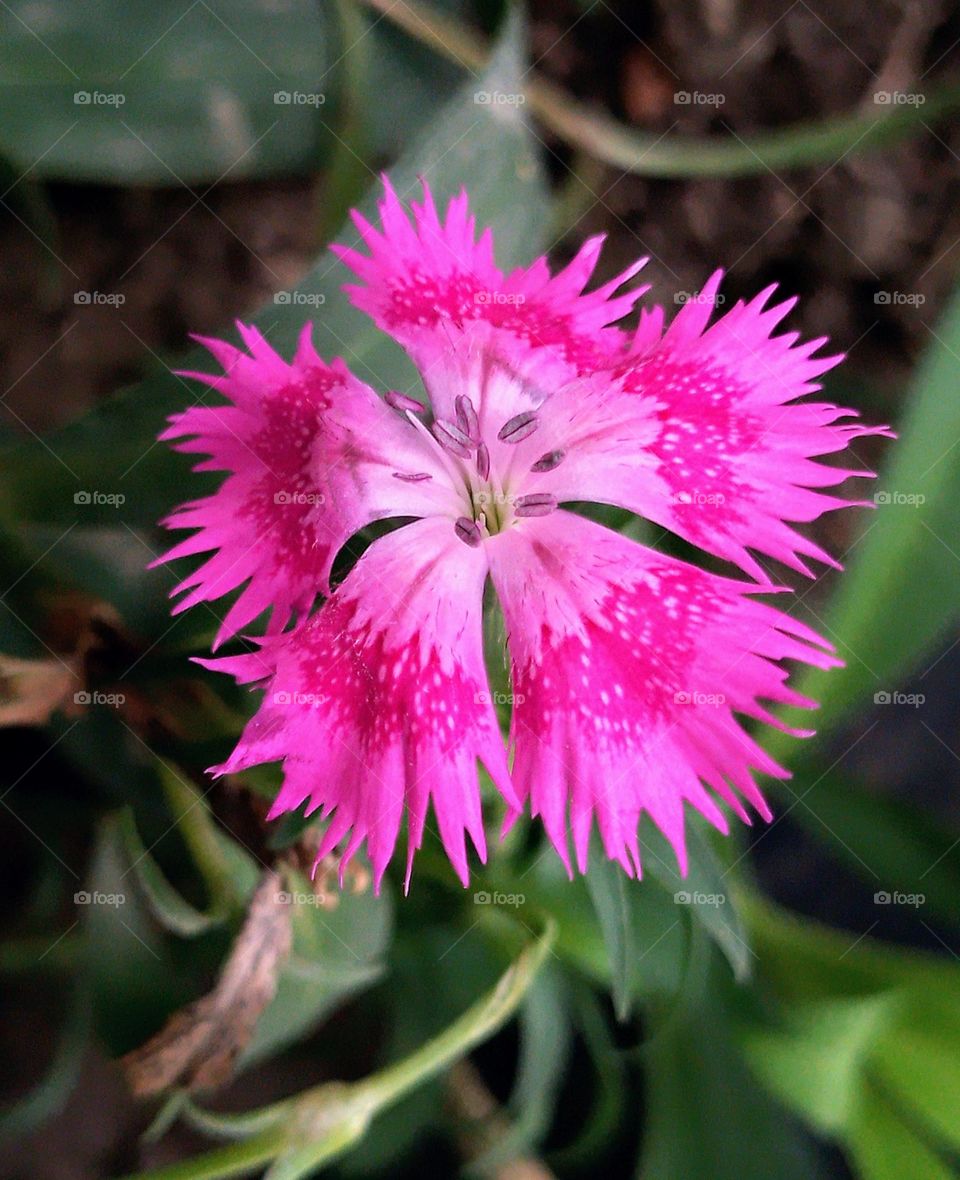 Beautiful flower,  Dianthus Chinensis