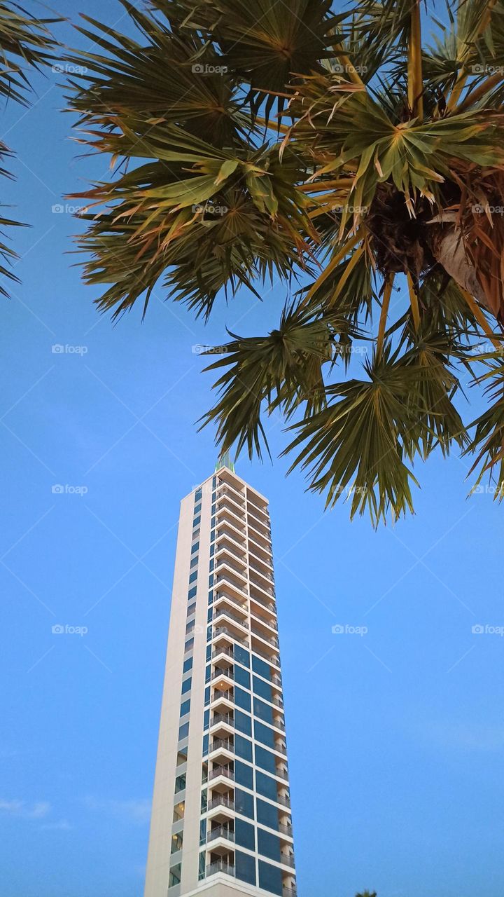 skyscraper with palm