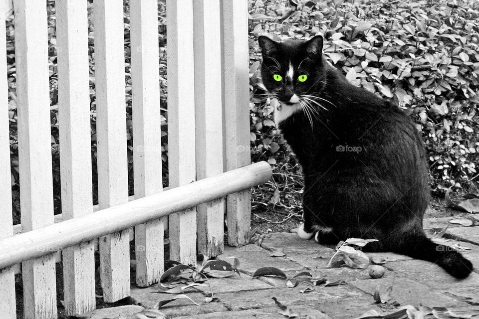 Tuxedo cat with green eyes