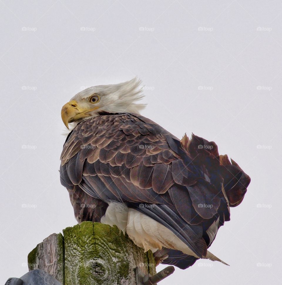 Wind blown bald eagle