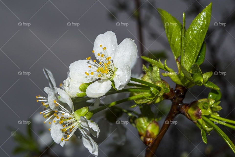 Branch of cherry blossoms during the rain.