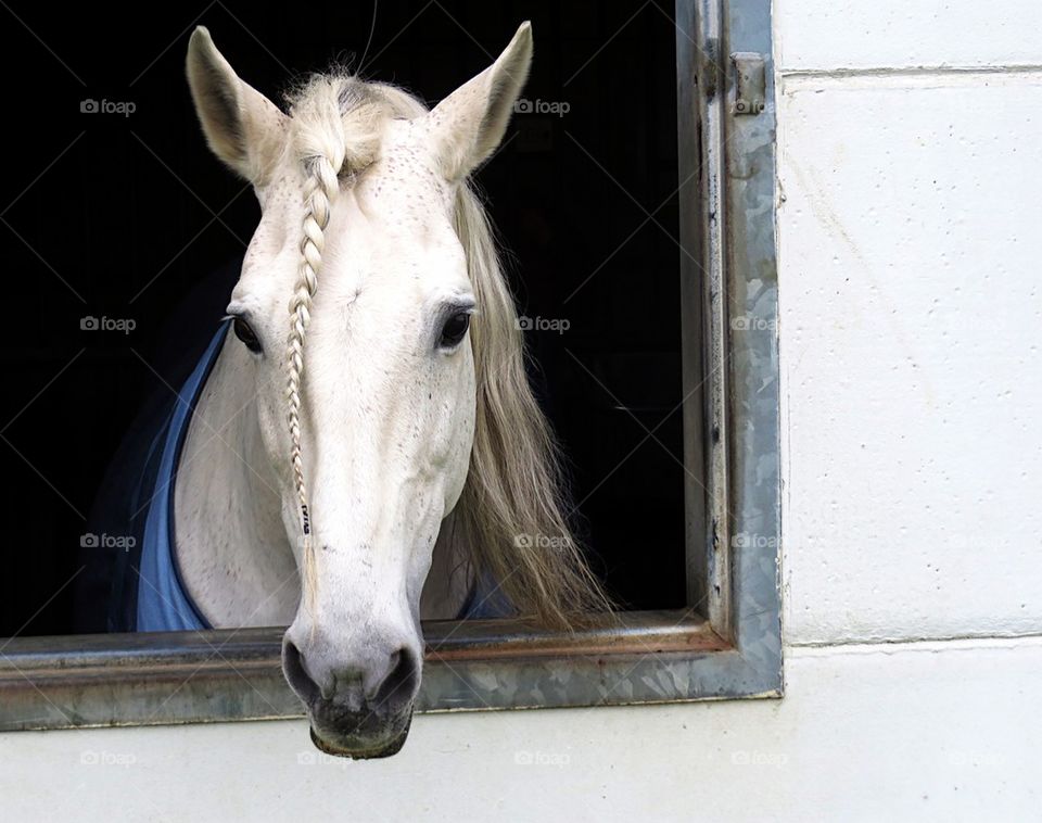 Horse with braided hair