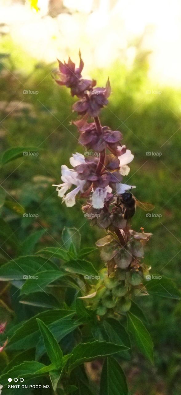 beautiful bee on flower