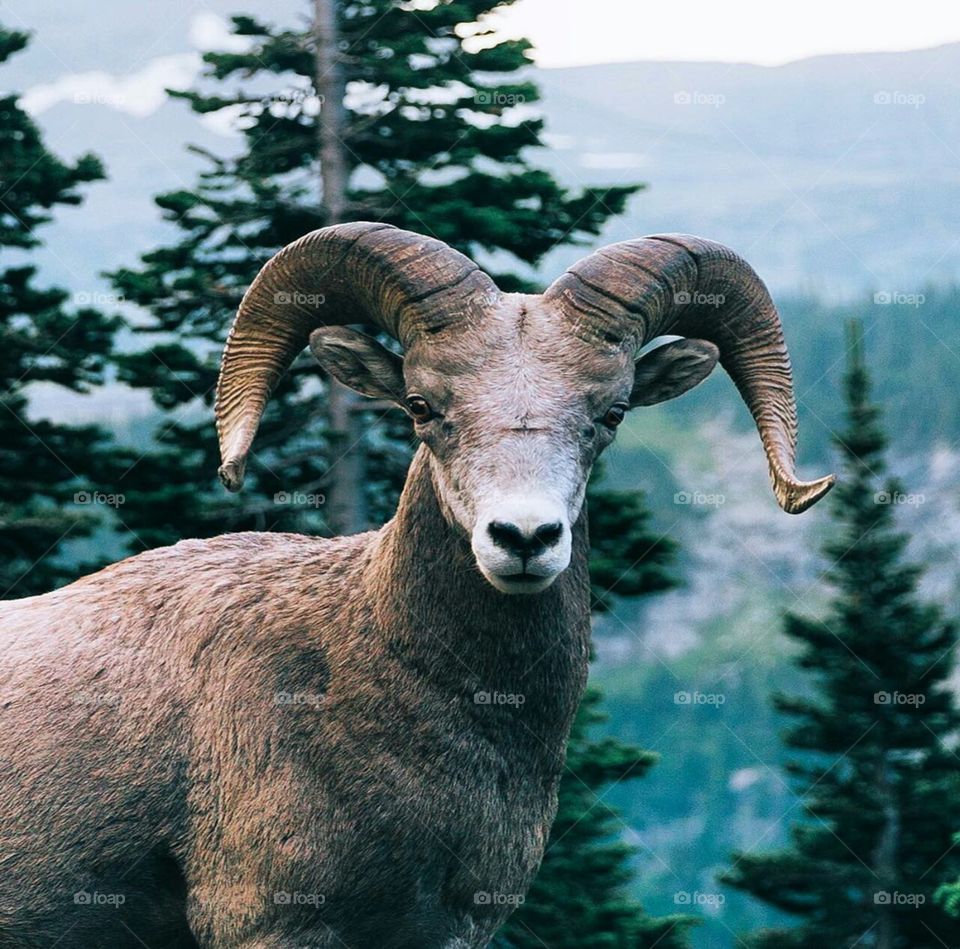 Those looks it gives.