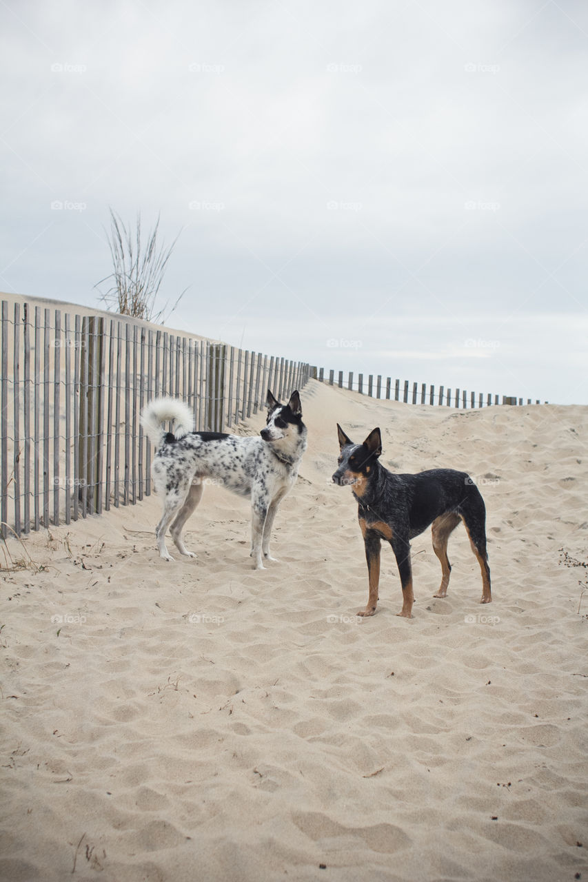 Dog, Mammal, No Person, Animal, Pet