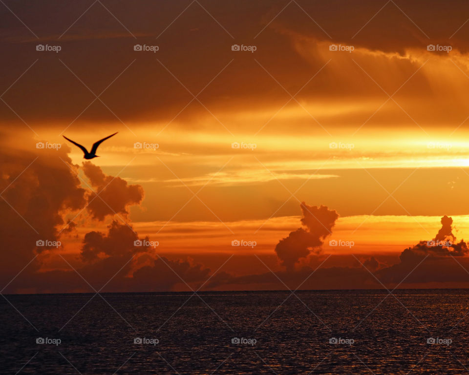 Silhouette of bird flying over sea during sunset