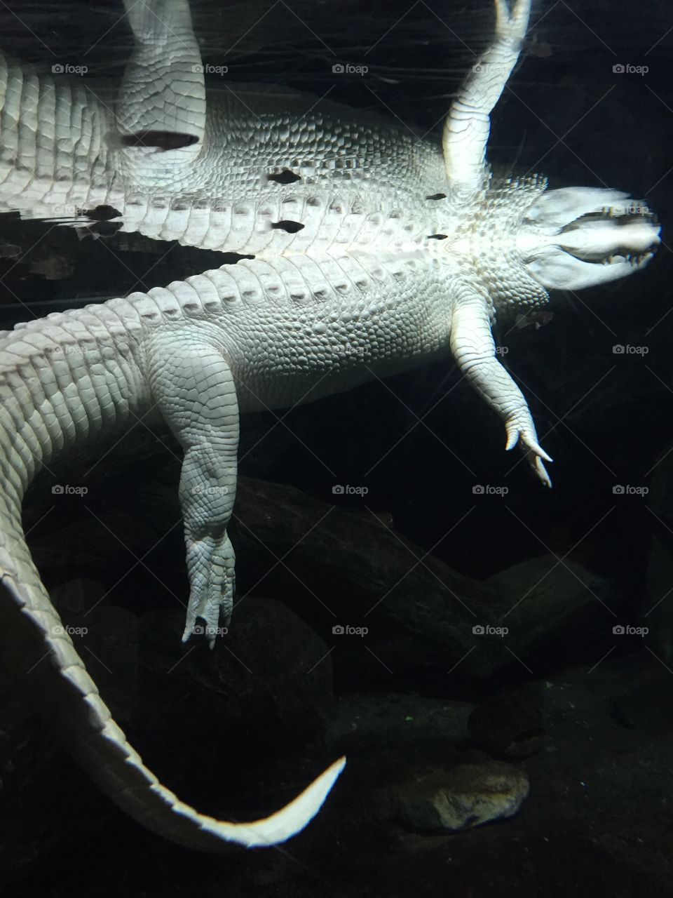 Albino alligator 