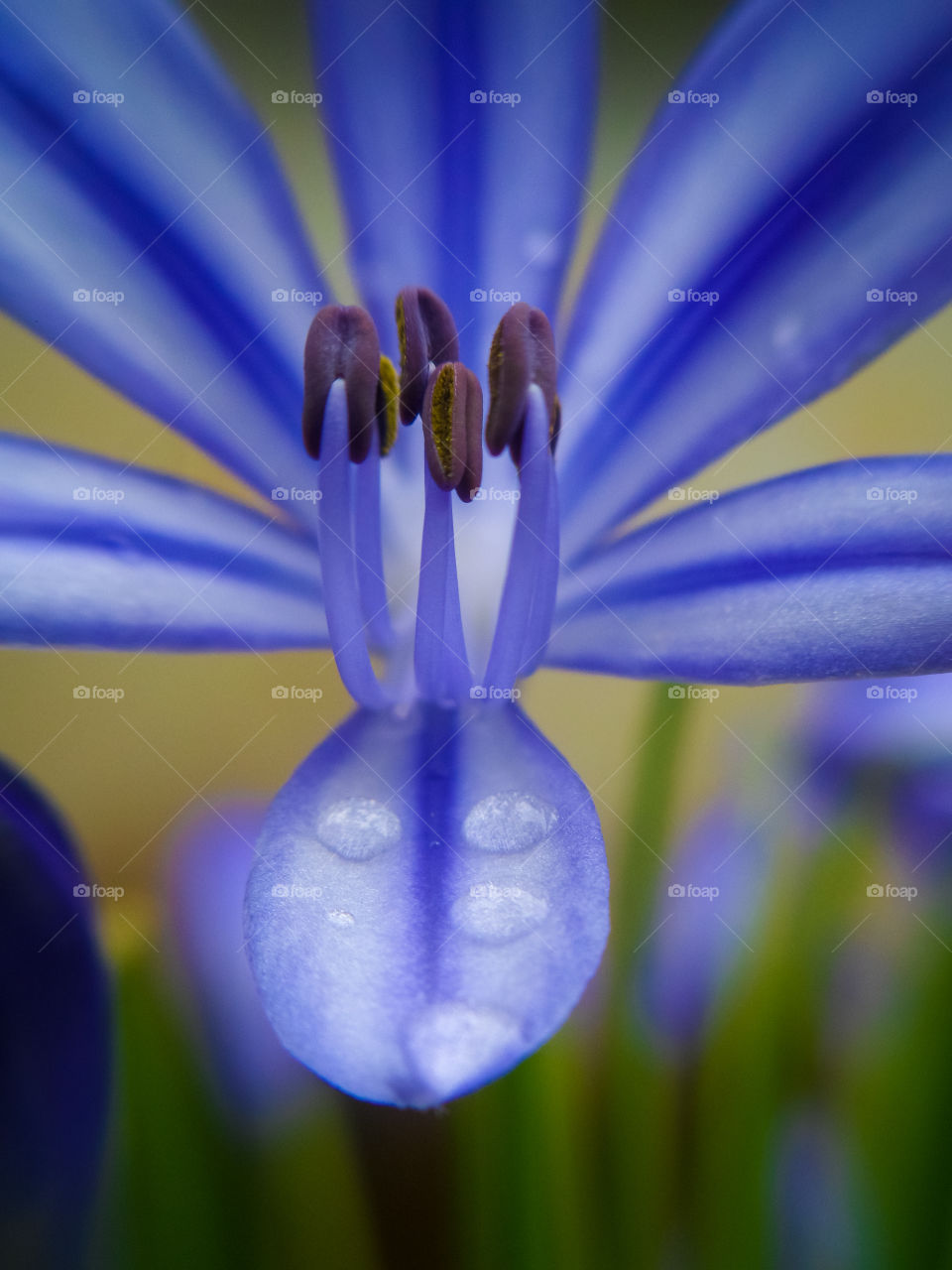 closeup of agapanthus after rain