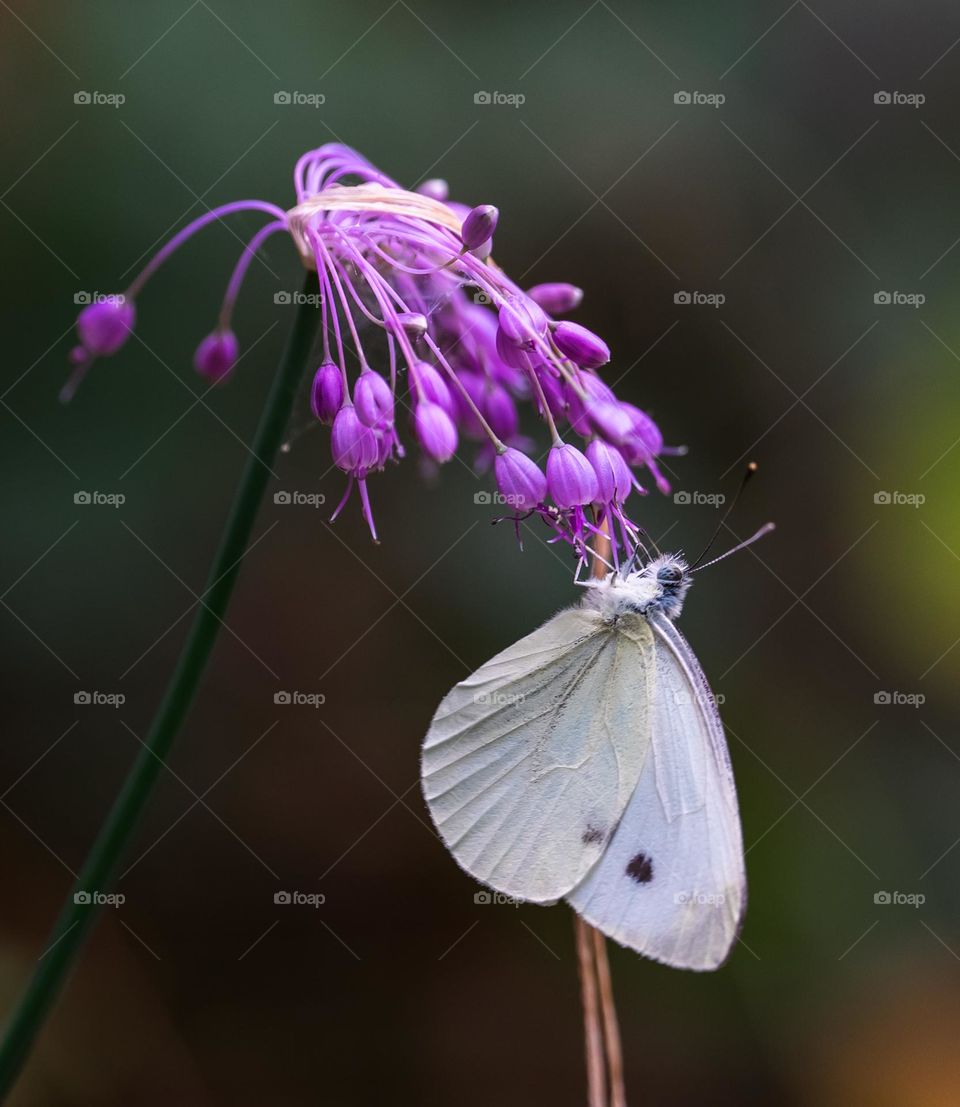 Pieris rapae 