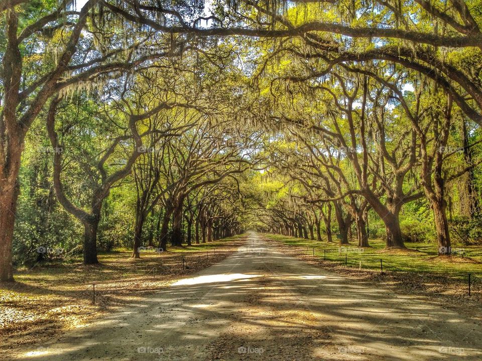 View of trees through trees