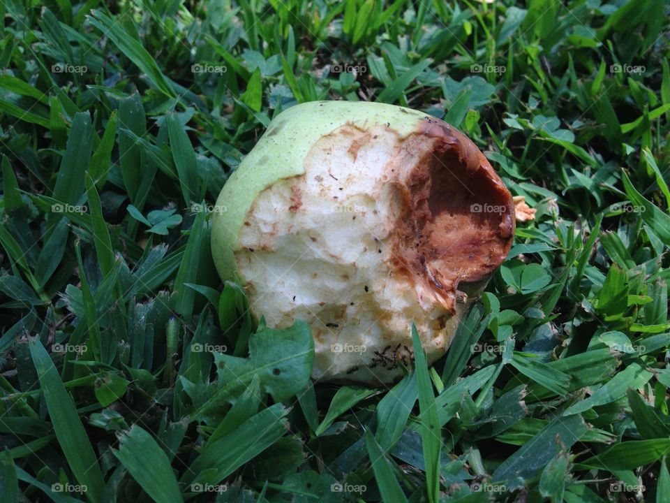 Fallen apple on the ground being eaten by insects