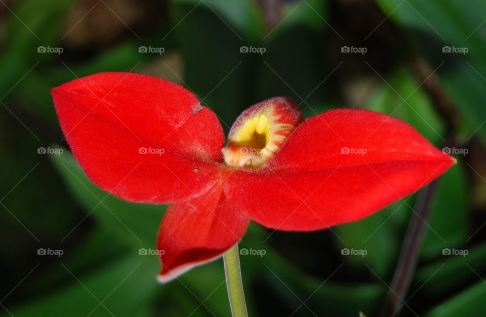 Red flower