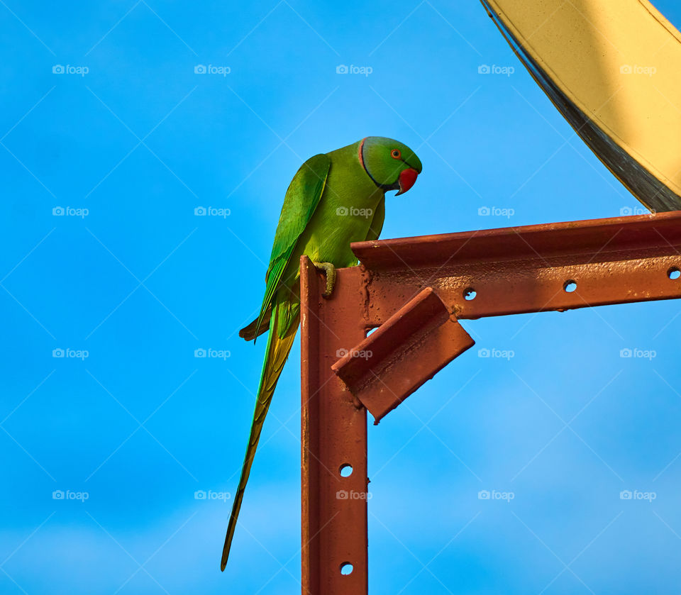 Bird photography  - parrot