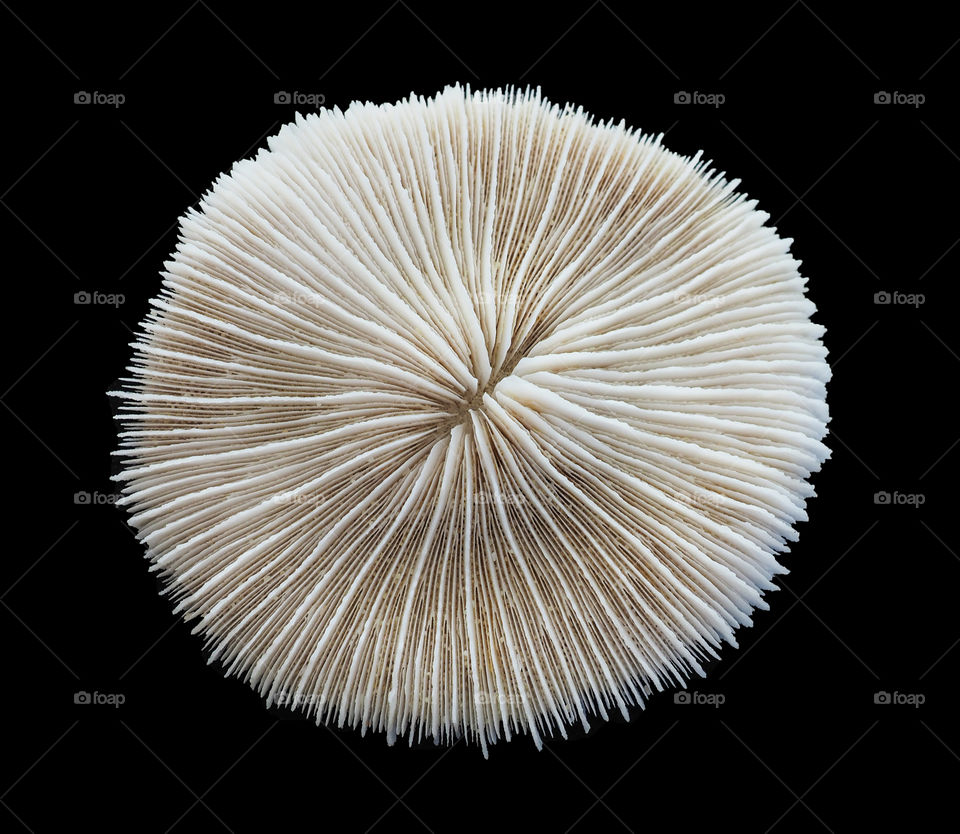 Mushroom coral. 