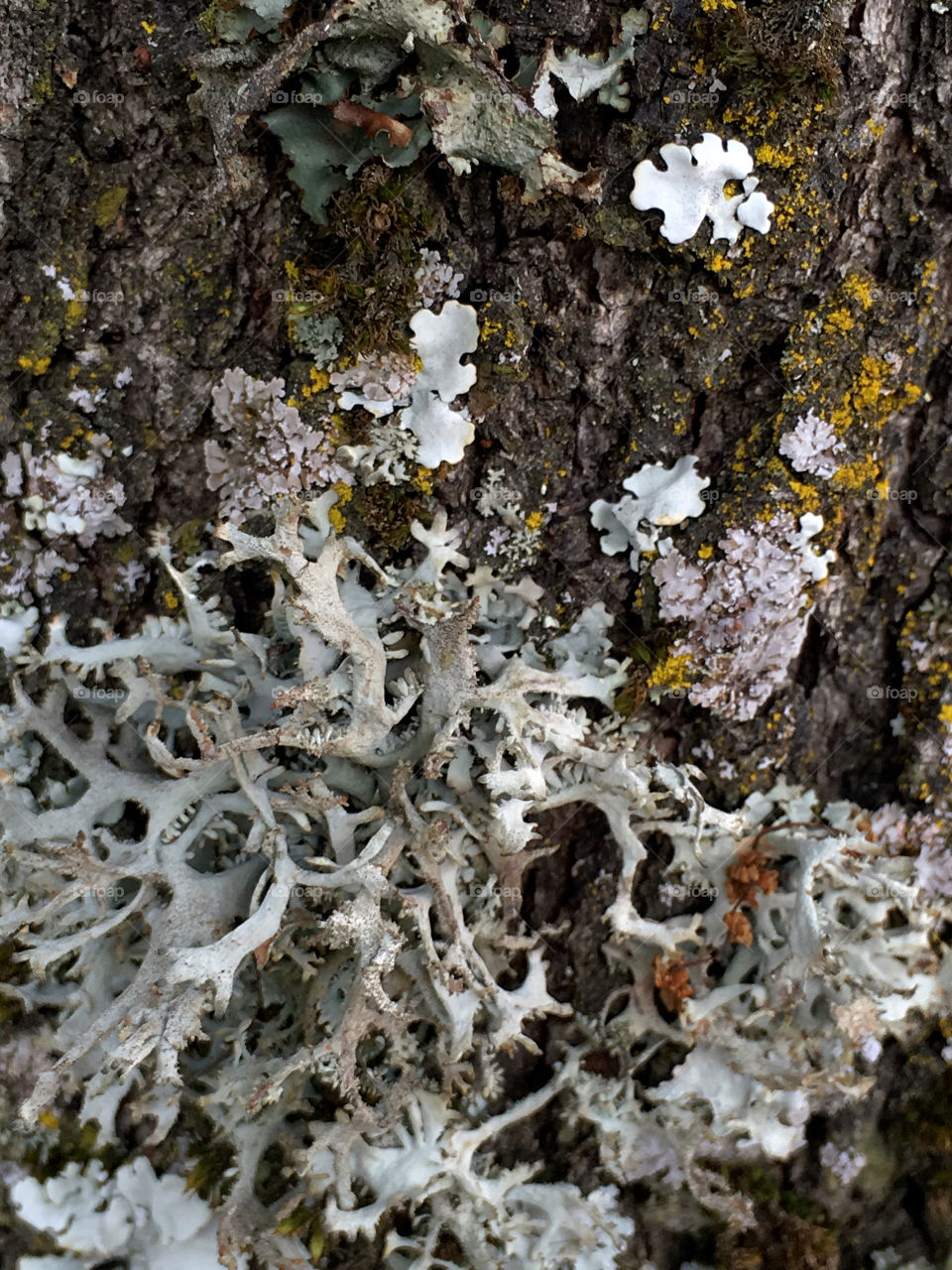 Lichens and moss on a tree trunk 