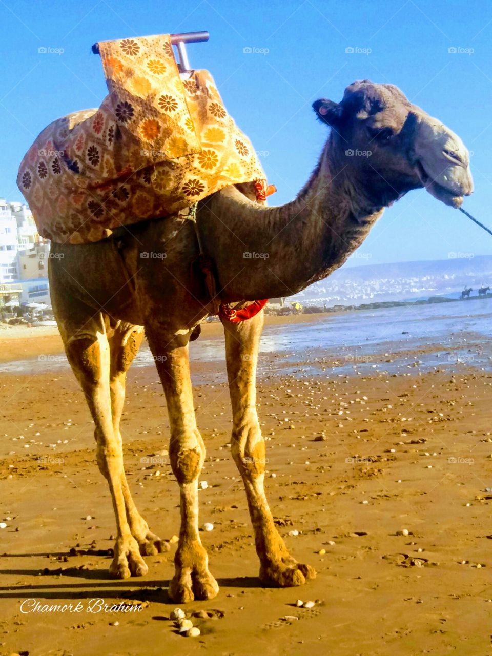 when I was on a Taghazout beach,I met the owner of this camels.I took photos with it .It is soo amazing