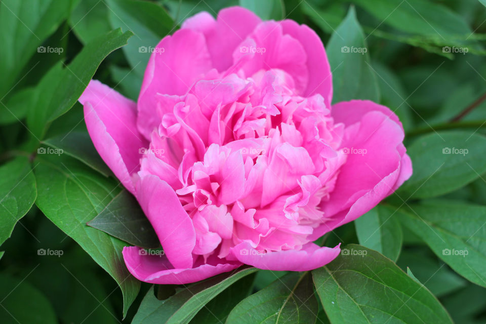 Peony, peonies, roses, pink, red, white, flowers, bouquet, summer, sun, nature. Landscape, still-life, village, flowerbed, plant, vegetation, grass, decor, fluffy, fluffy flowers, bulk flowers, plush flowers, petals, buds, leaves