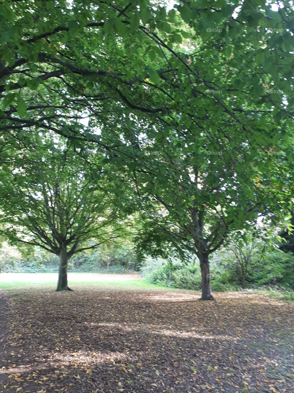 Tree, Landscape, Wood, Park, Leaf