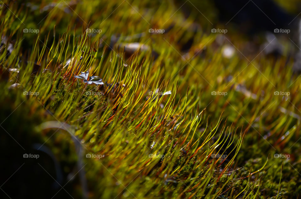 grass