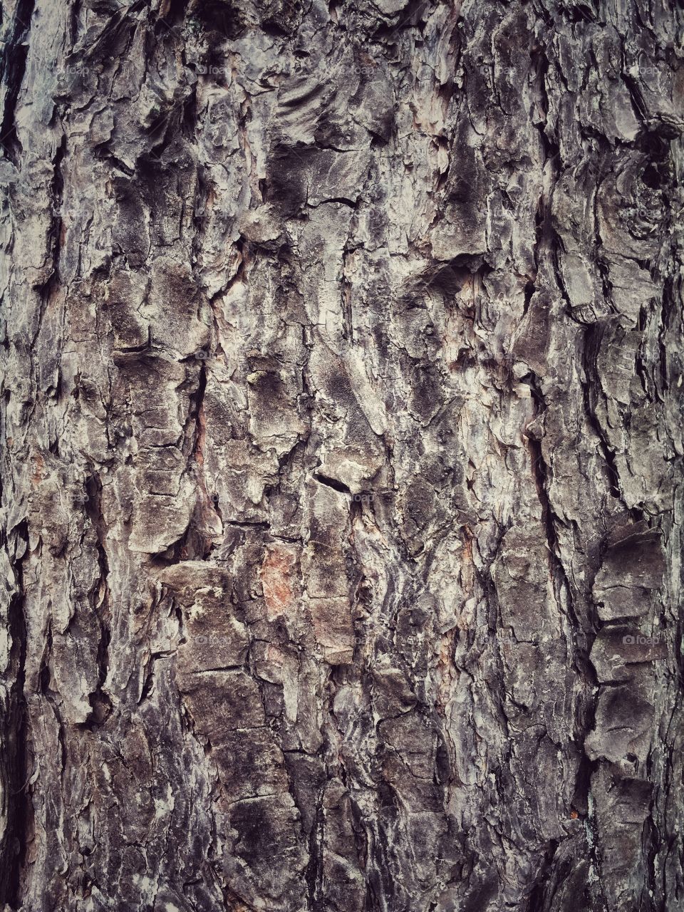 Tree bark detail