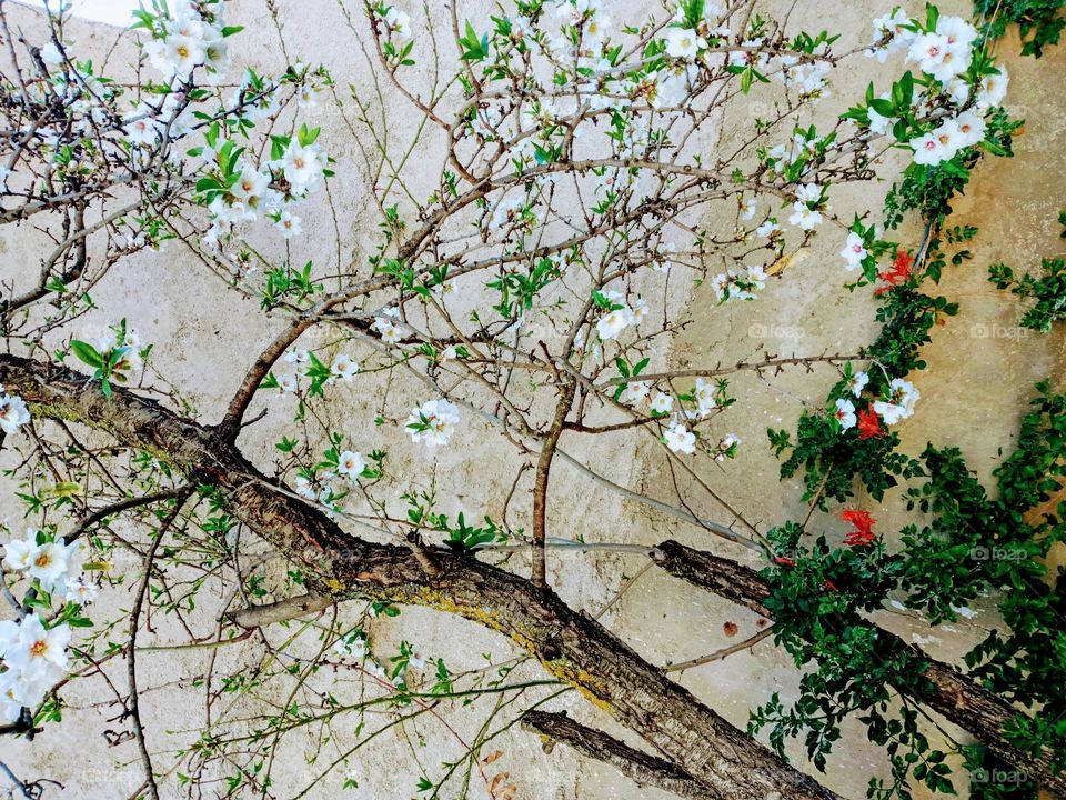 Florissant ammand trees