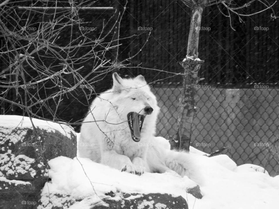 Wolfe yawning