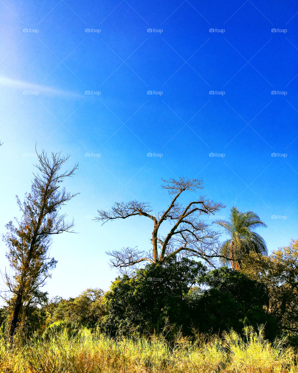 Very beautiful evening in Jundiaí.  Totally clear skies, harmoniously combining the blue of infinity with the green of the forest! / Entardecer bonito em Jundiaí. Céu totalmente limpo, combinando harmonicamente o azul do infinito com o verde do mato!