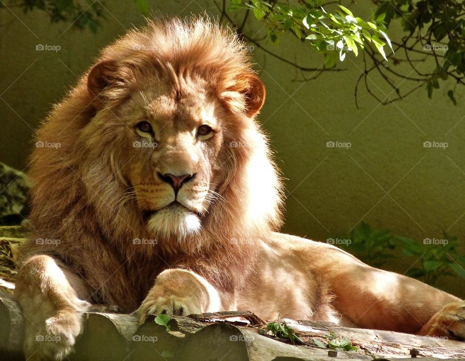 Great shot of a Lion. All proceeds go towards the conservation of endangered species.