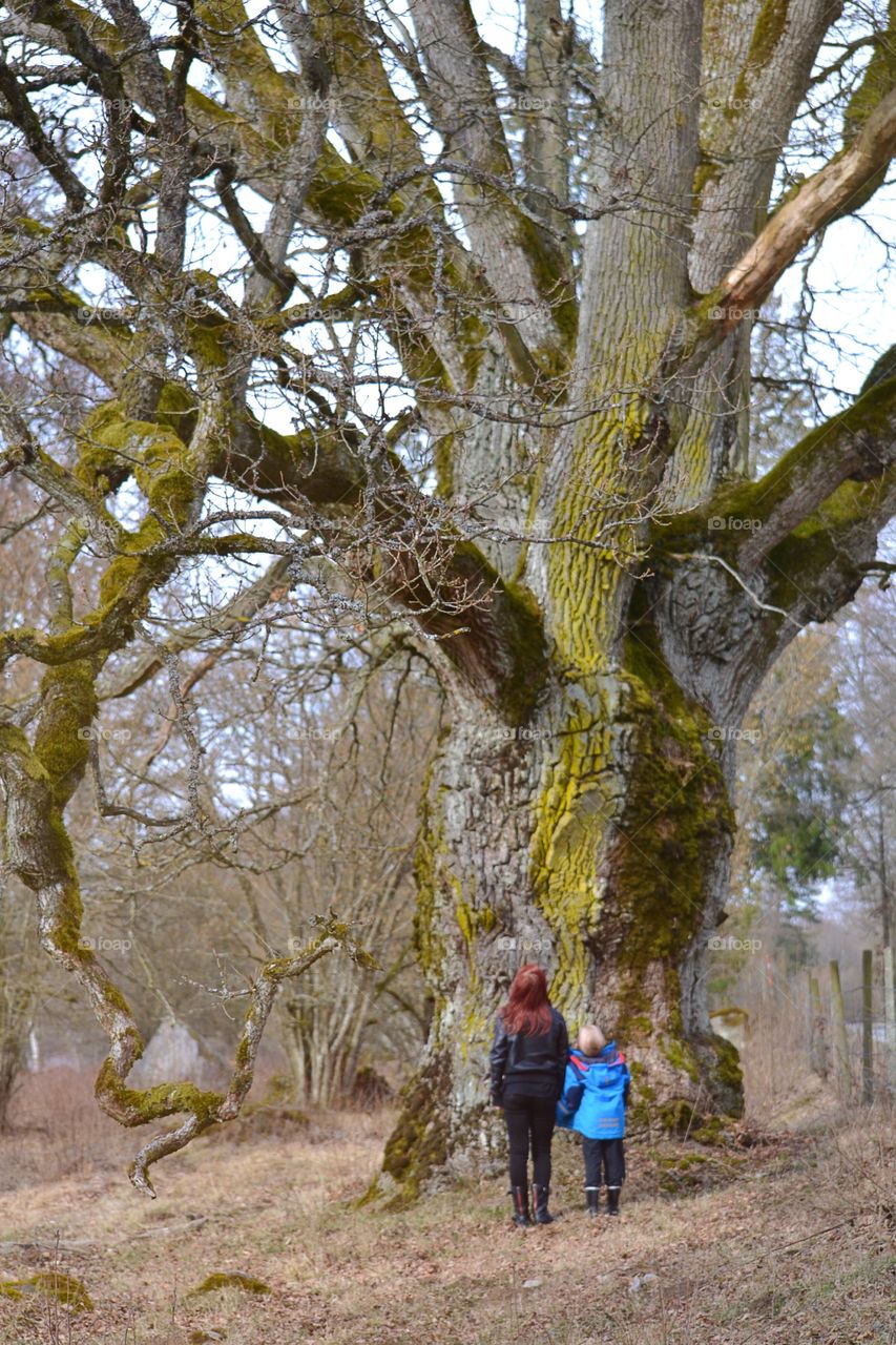 Children and a big trer