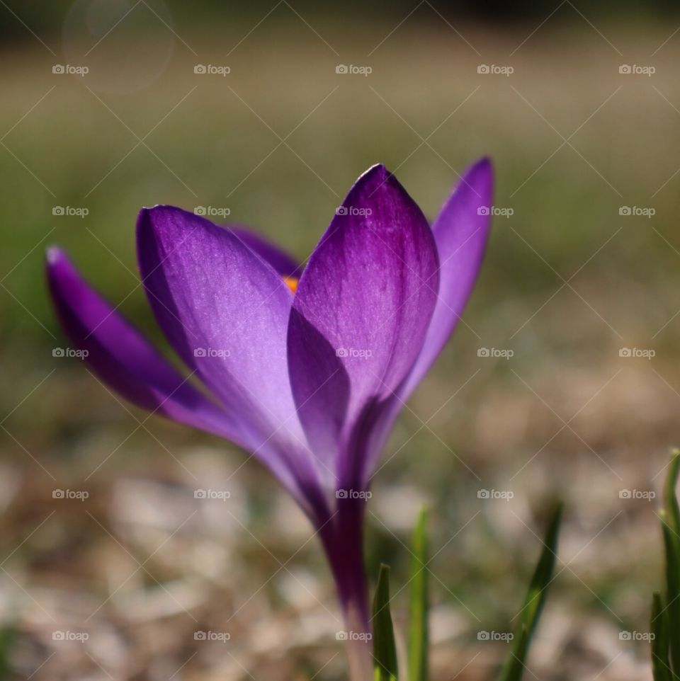 Crocus