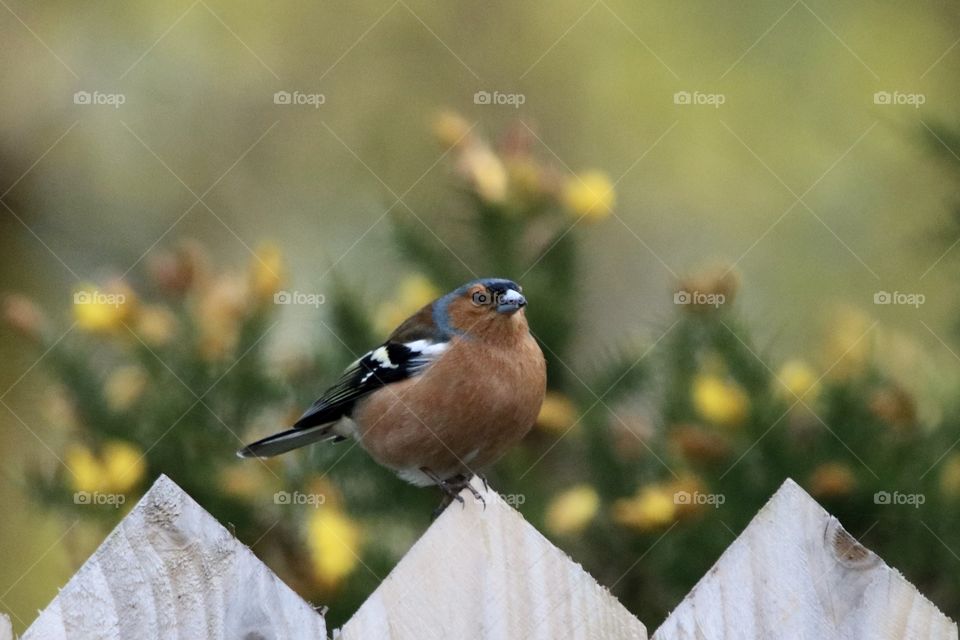 Bird on the fence 