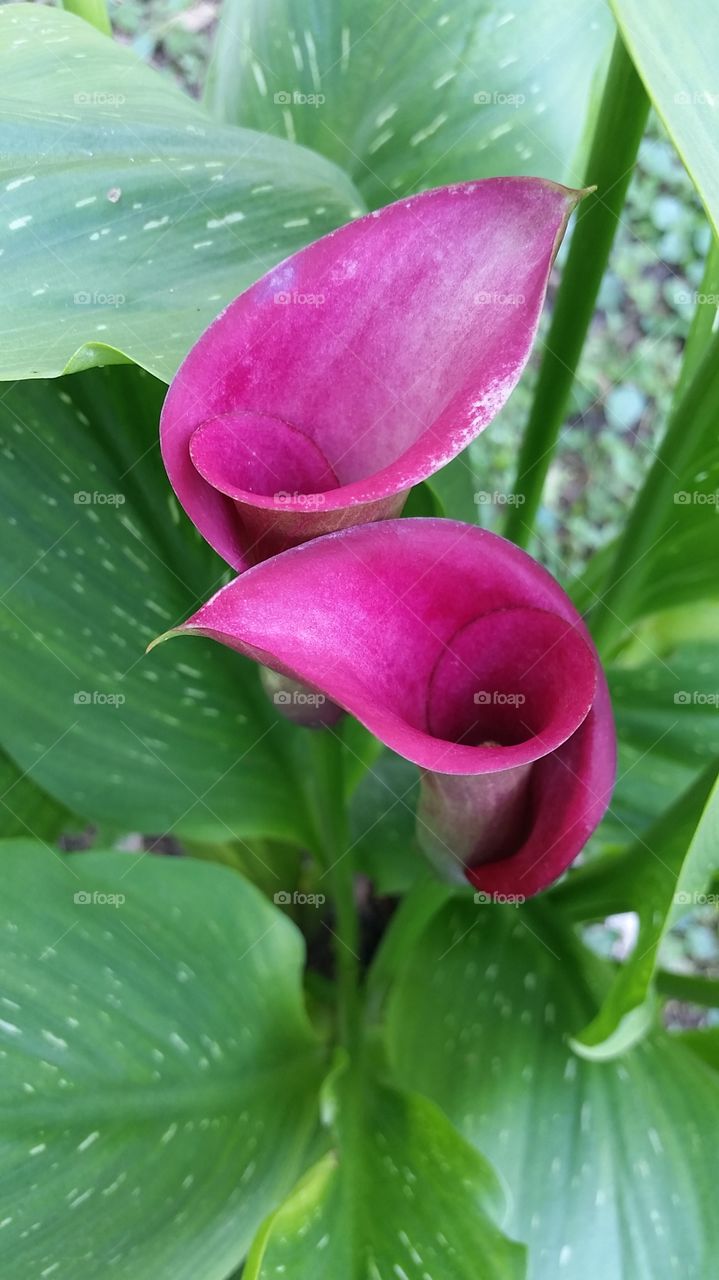 Calla Lilly