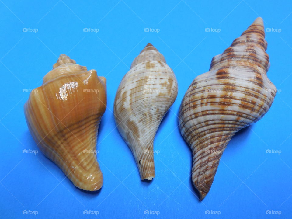 Three seashells conch spindal on blue