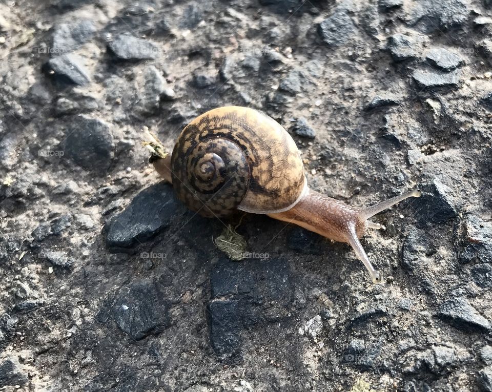 snail