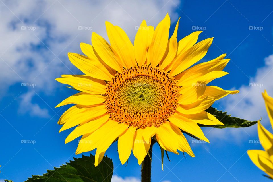 sunflower