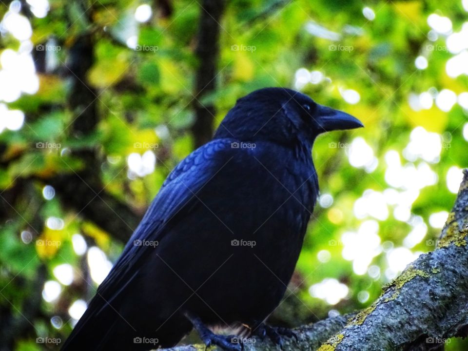 Crow standing watch