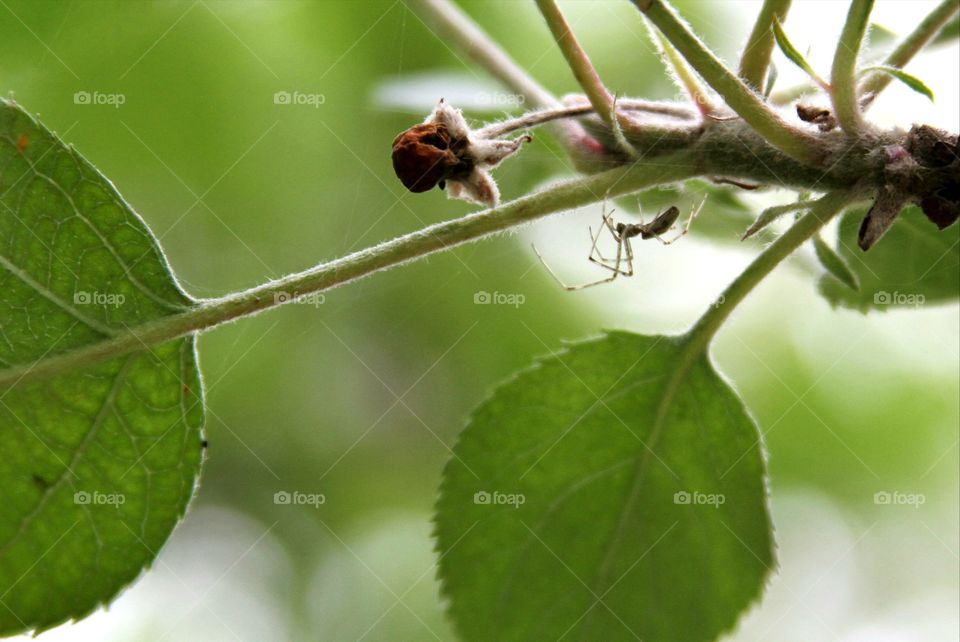 spider in the shade.