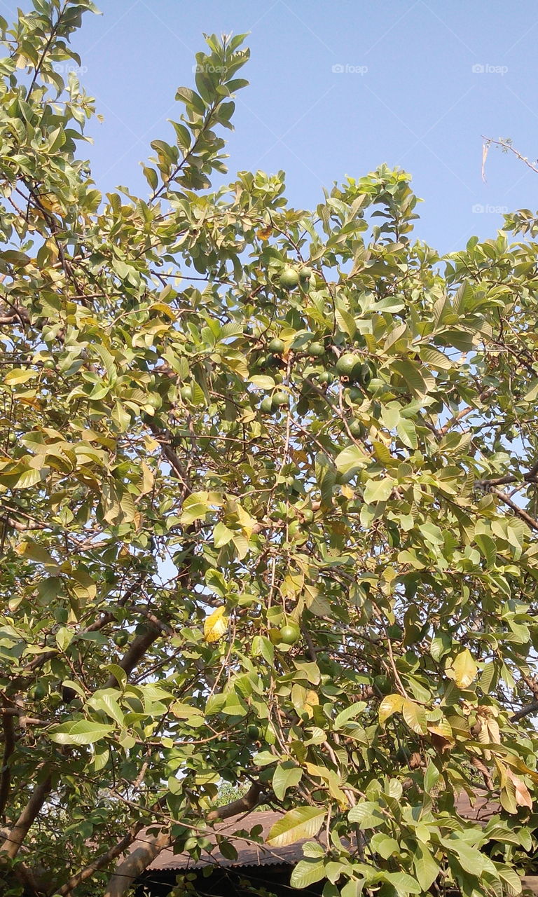 guava tree