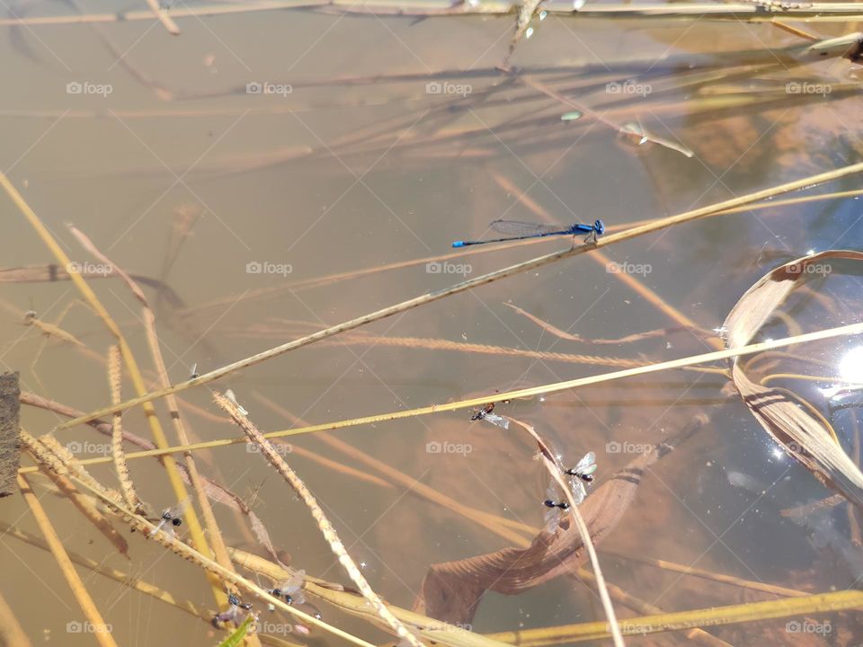 Blue Dragonfly on the river