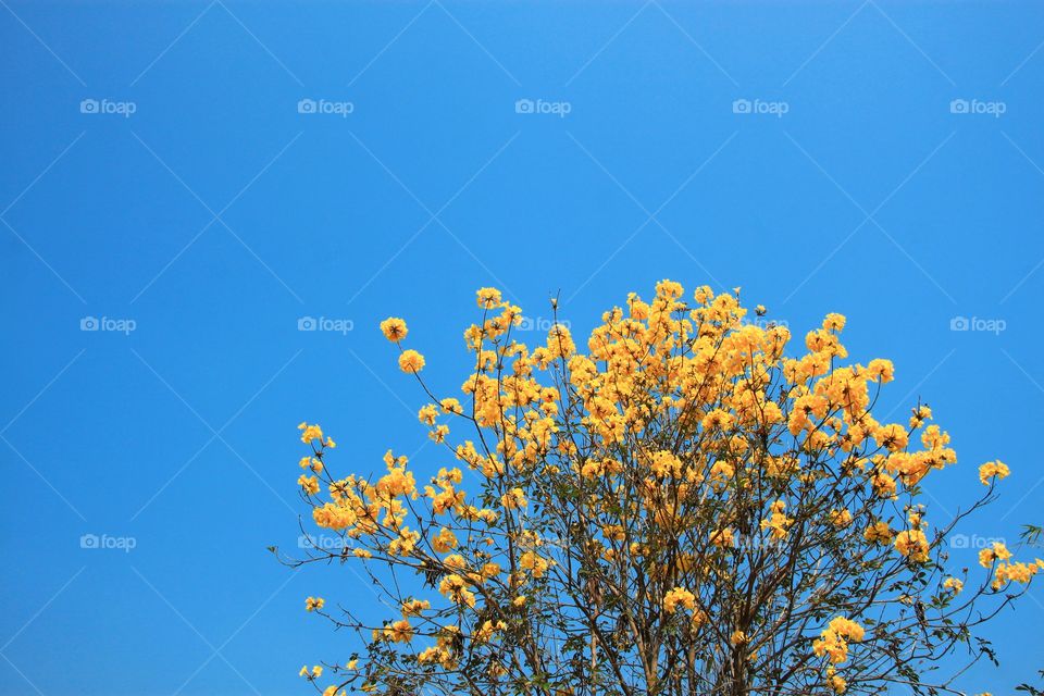 Yellow flowers are in full bloom in the spring. Flowers and flora.