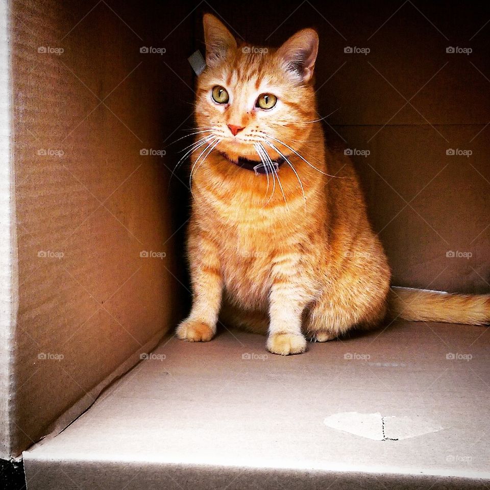 Cat in a Box 